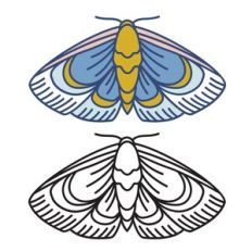 Moth