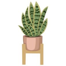 Snake Plant