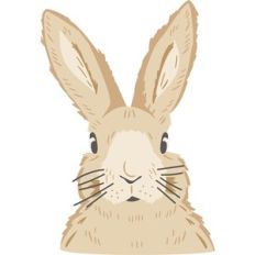 rabbit