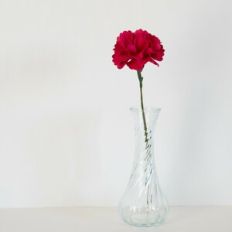Carnation