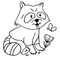 Cute raccoon