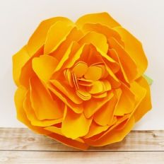Spring Flower