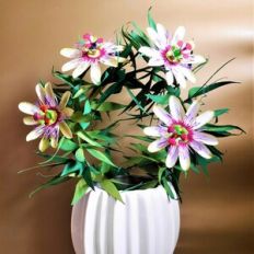 Passiflora