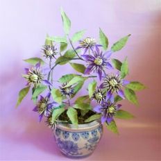 Taiga Clematis