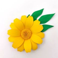 Mexican Sunflower