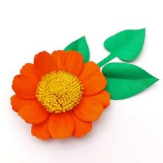 MEXICAN SUNFLOWER 2