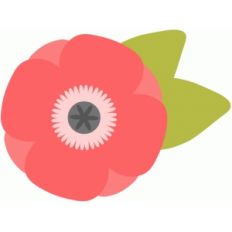 spring poppy
