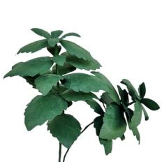 Basil