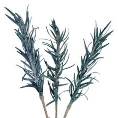 Rosemary