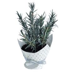 decorative vase of rosemary