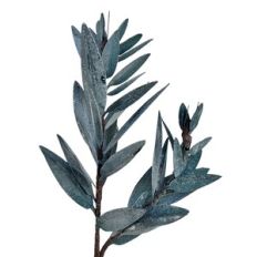 Sage leaves