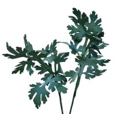 garden parsley