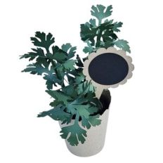 jar with parsley and decorative tag