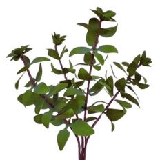 marjoram leaves