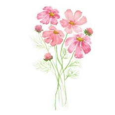 Pink Cosmos Watercolor Flowers Print and Cut