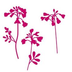 Cuckoo Flowers