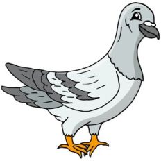 Pigeon