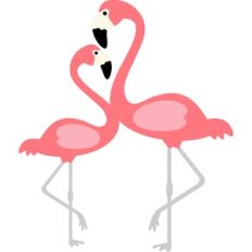 couple of flamingos