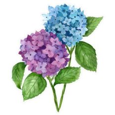 Mauve and Blue Watercolor Hydrangeas Print and Cut
