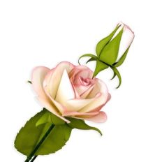 3D Rose and Rose Bud Flowers