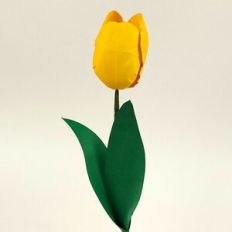 Tulip Flower