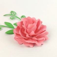 Flower 65 with foliage