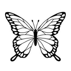 Butterfly insect