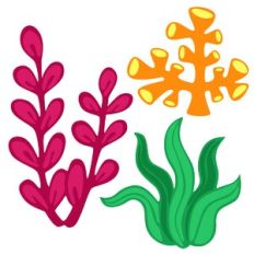 Under the Sea Plants