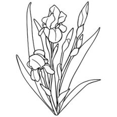 irises - medium group