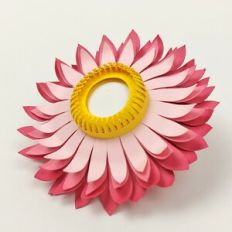 Straw Flower