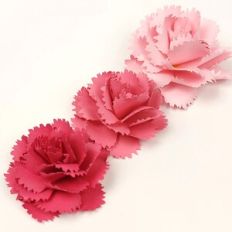 Carnation Flower
