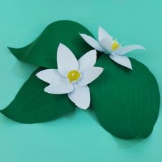 AMAZON LILY FLOWER