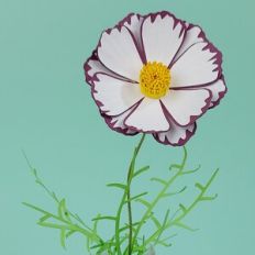 Flower 134 Cosmos Picotee