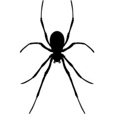 spider