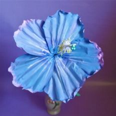 Dinnerplate Hibiscus