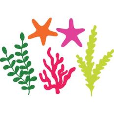 Starfish and Coral