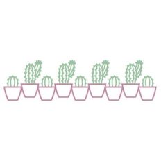 House plants cacti and succulents