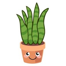 Snake Plant