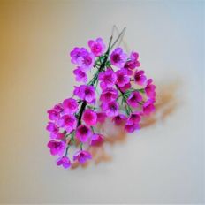 Wax Flower