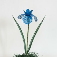 iris with Japanese Traditional Patterns