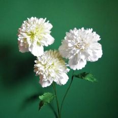 Golden Peony Poppy
