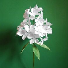Garden Phlox