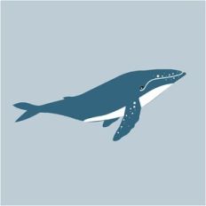 Humpback Whale