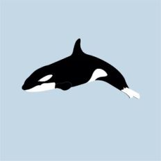Orca Whale