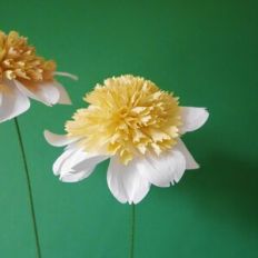 Anemone Dahlia