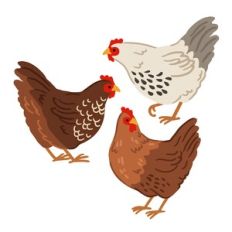 Farm Chickens