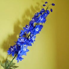 Hybrid Delphinium