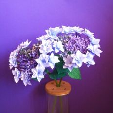 Tuff Stuff Hydrangea