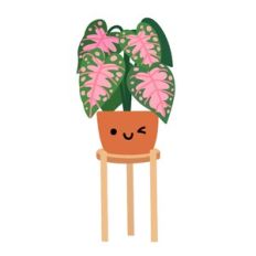 Kawaii Caladium House Plant