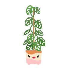 Kawaii Swiss Cheese Monstera Plant